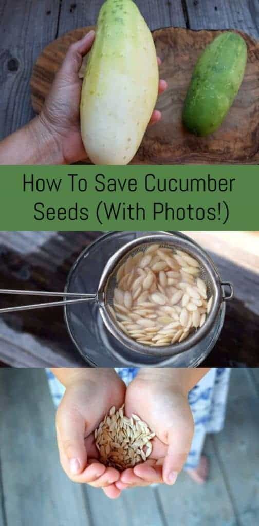 two pictures with the words how to save cucumber seeds with photos on them