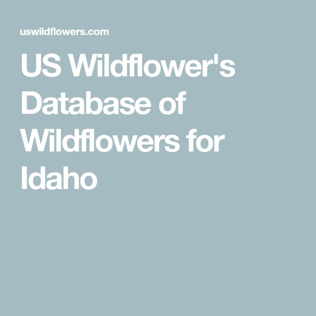 the words us wildflower's database of wildflowers for idaho on a blue background