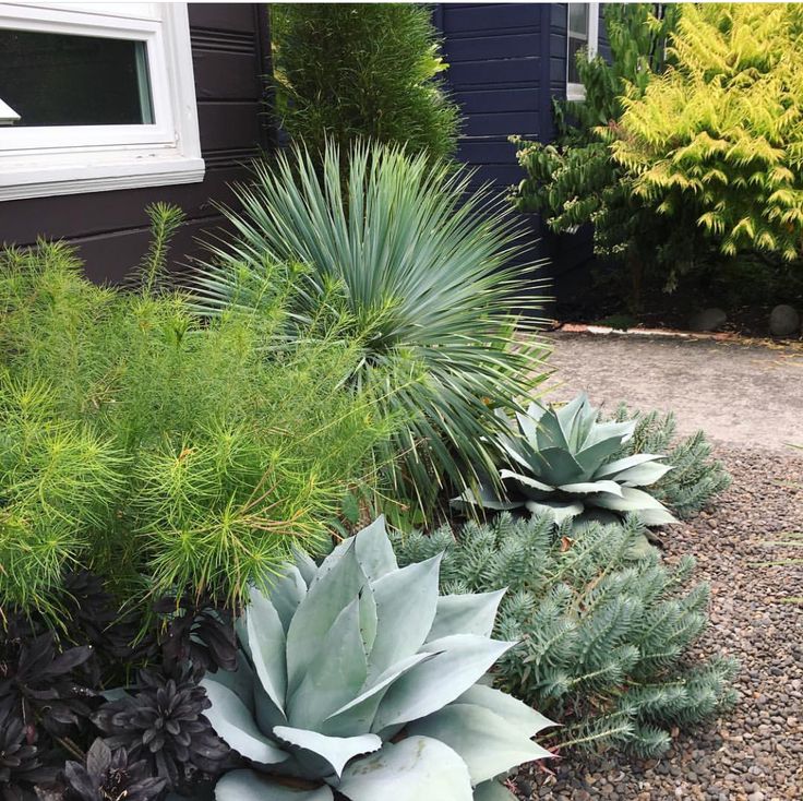 an image of some plants in front of a house on instagram for garden design