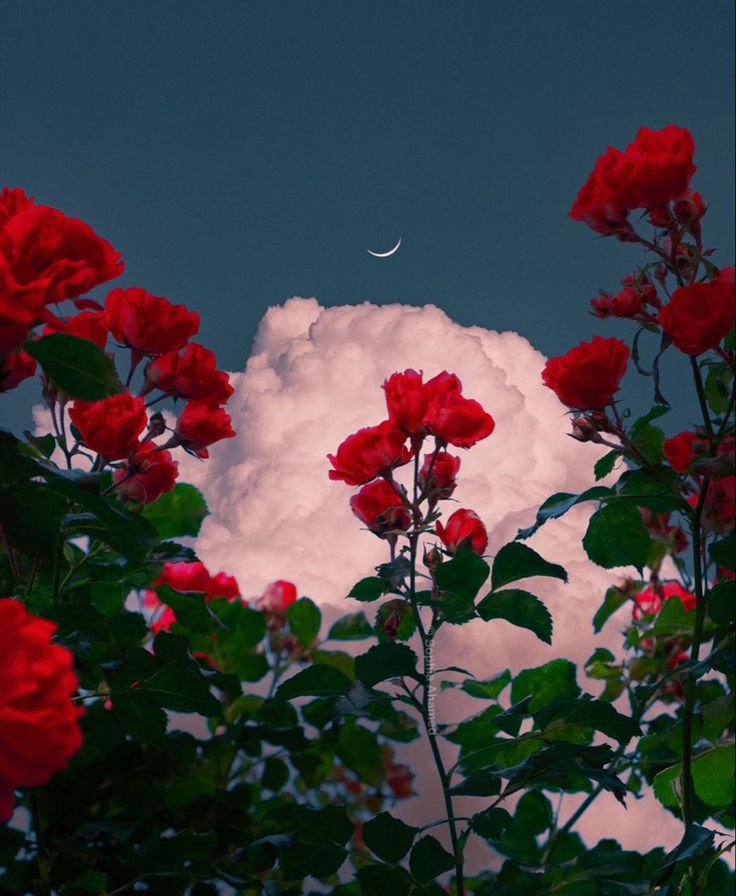 red roses in the foreground with a crescent moon in the sky behind them, and clouds in the background