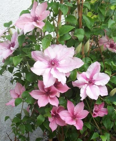 pink flowers are blooming in a pot on the ground next to a white wall