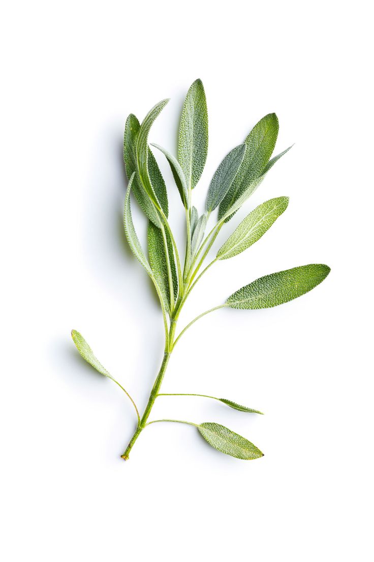 fresh green leaves on white background