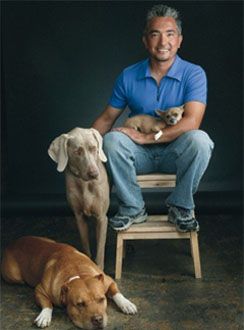 a man sitting on a chair with two dogs and a cat in front of him