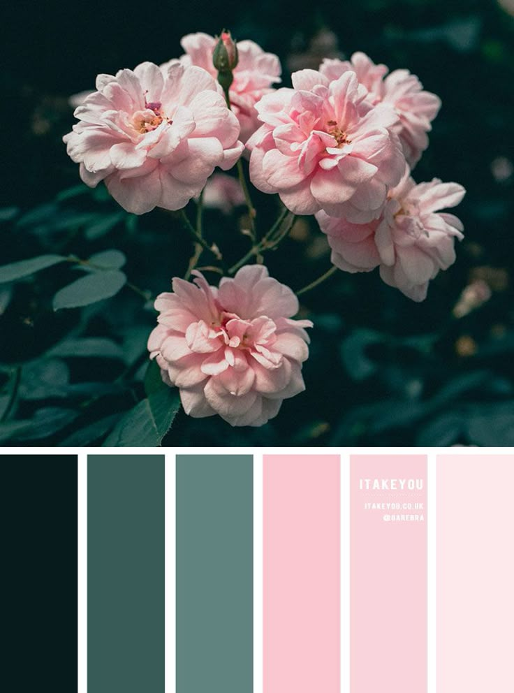 some pink flowers and green leaves on a dark background with color swatches in the middle