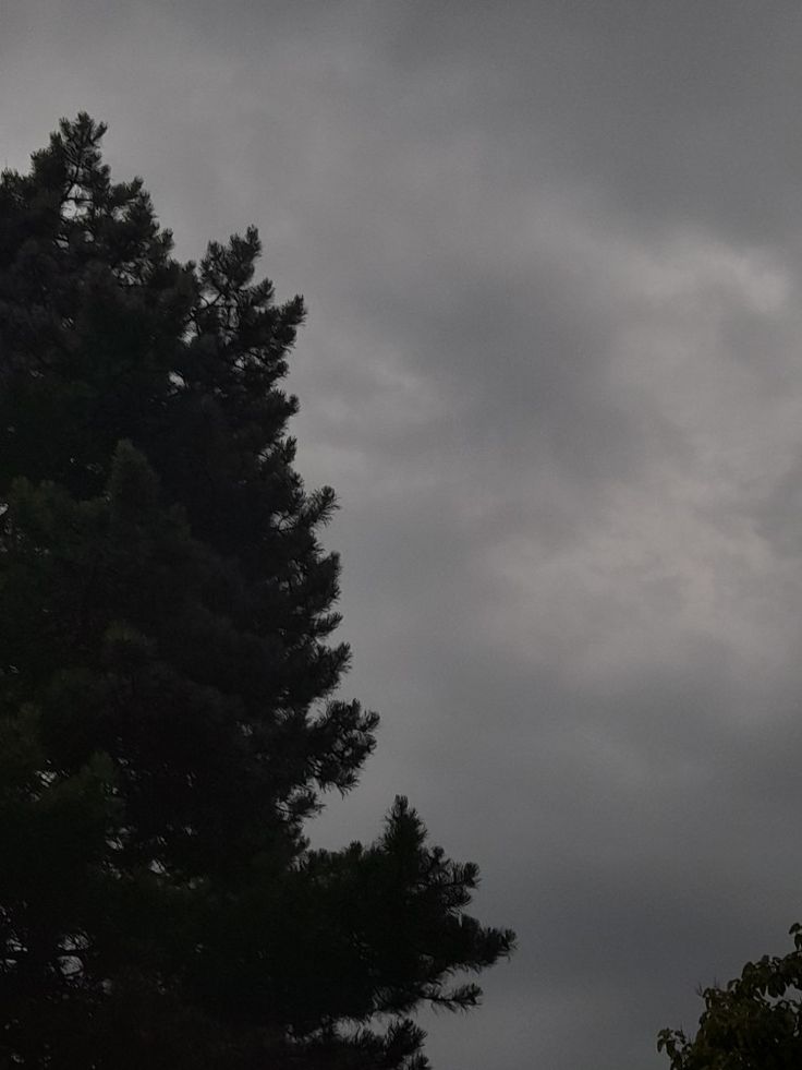 an airplane is flying in the cloudy sky above some pine trees on a gloomy day