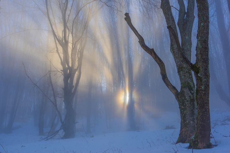 the sun is shining through the foggy trees