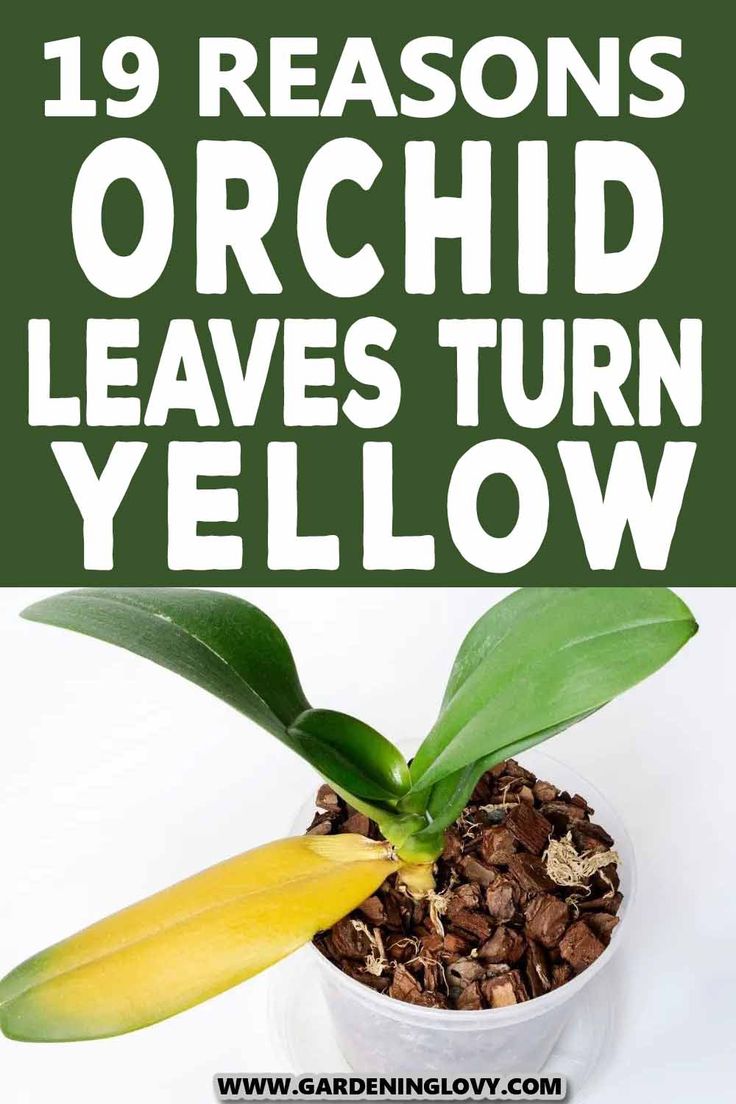 a plant with green leaves in it and the words, 19 cuprits why orchid leaves