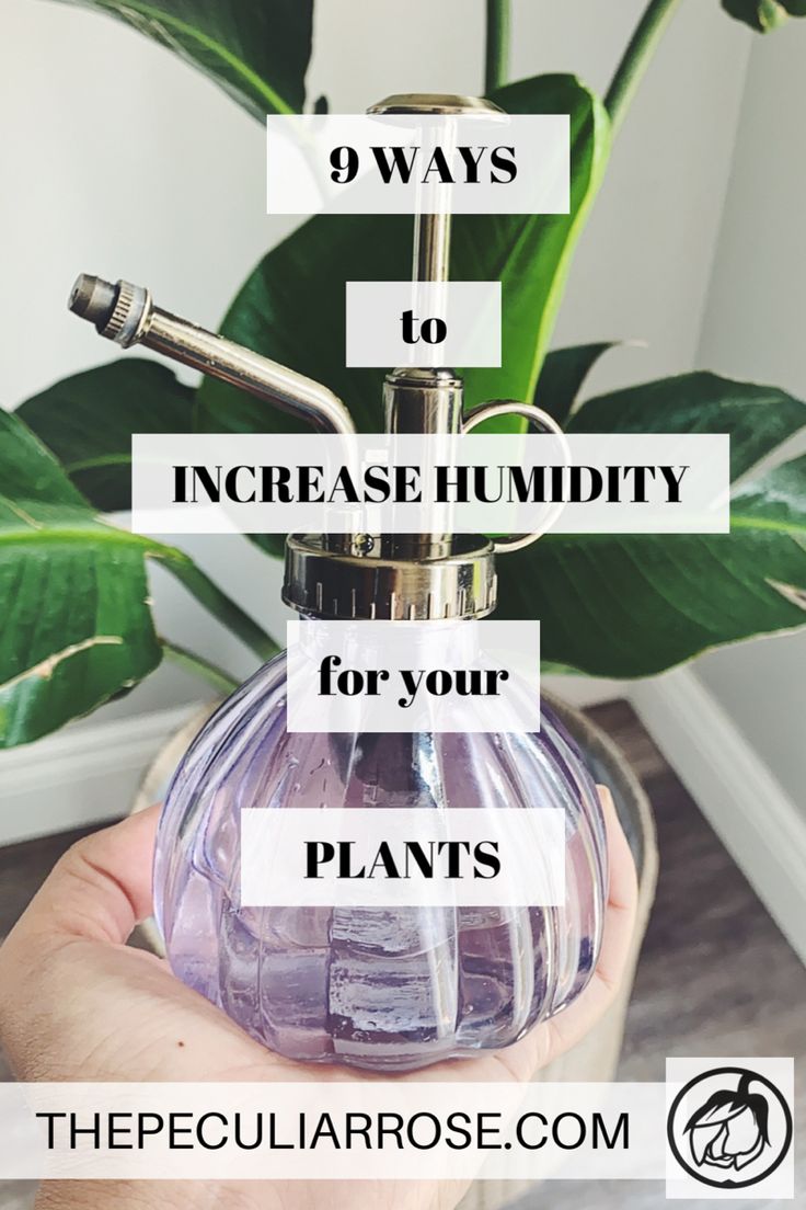 a hand holding a bottle with the words 9 ways to increase humidity for your plants