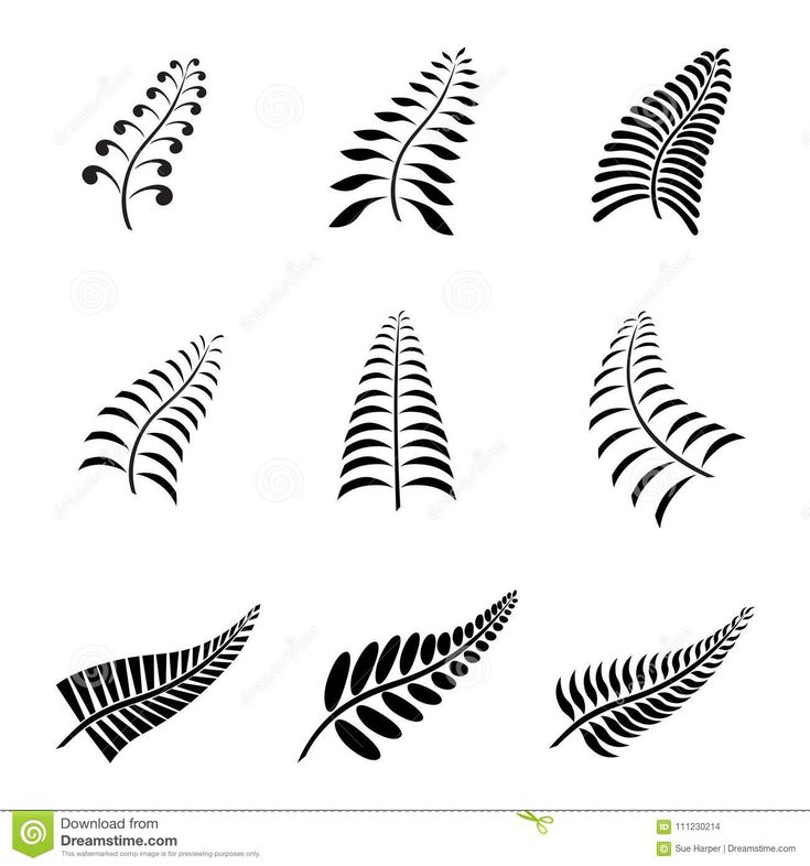 black and white fern leaf silhouettes on a white background stock photo - budget conscious