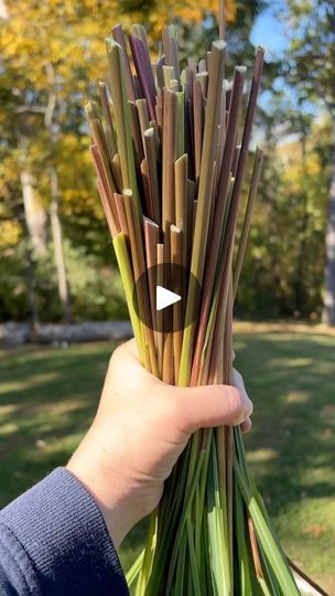 a person holding up some green and brown stalks in their hand, with an arrow pointing to the left