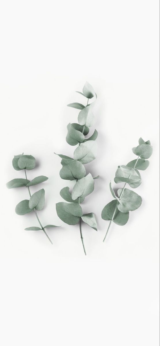 some green leaves on a white background