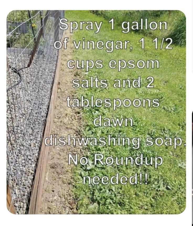 an image of a garden with text that reads spray gallon of vinegar 12 cups epsom salts and 2 tablespoos drawn dishwashing soap no roundup needed