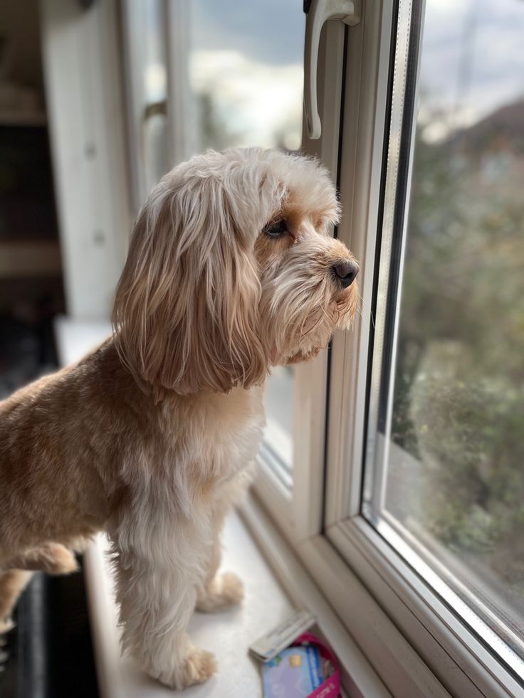 a small white dog standing on top of a window sill