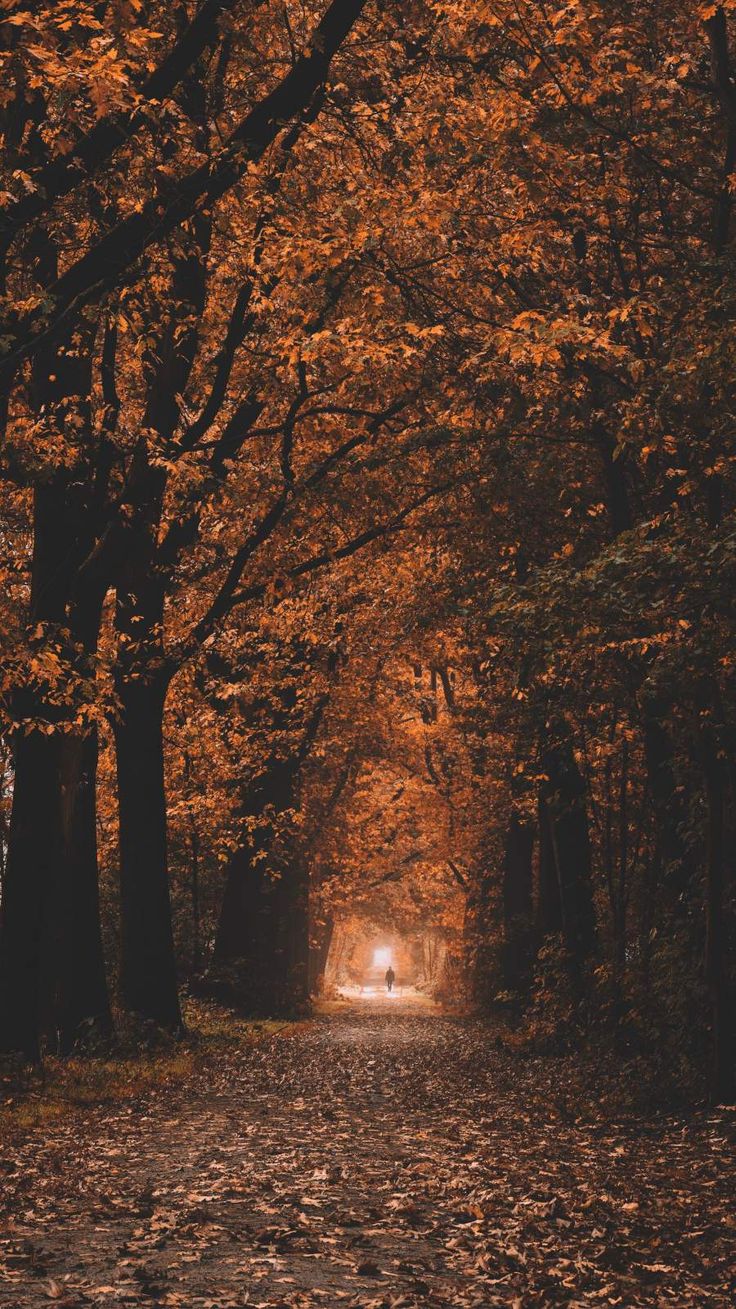 a person walking down a leaf covered road in the middle of trees and leaves on the ground