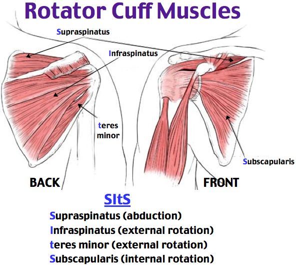 Shoulder Exercises Physical Therapy, Upper Limb Anatomy, Rotator Cuff Muscles, Punkty Spustowe, Shoulder Anatomy, Muscles Anatomy, Brushing Hair, Gross Anatomy, Yoga Anatomy