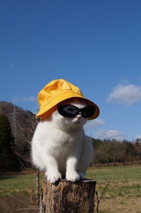 a white cat wearing a yellow hat and sunglasses on top of a tree stump in a field