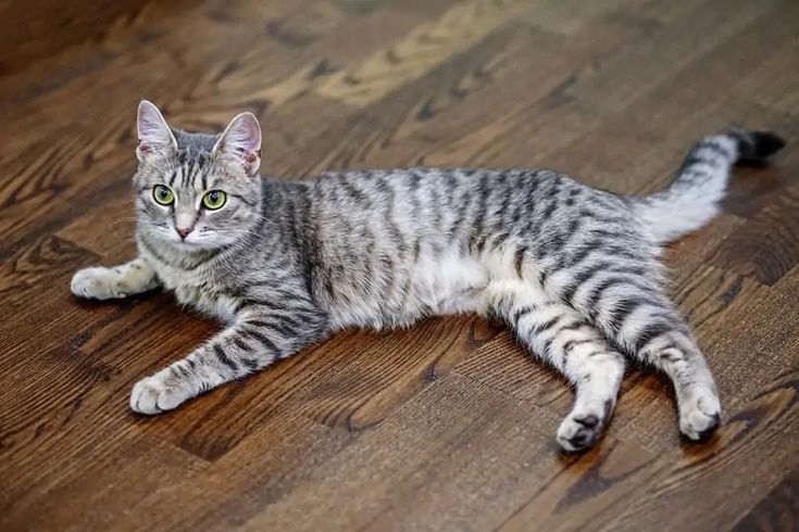 a gray and white cat laying on top of a wooden floor