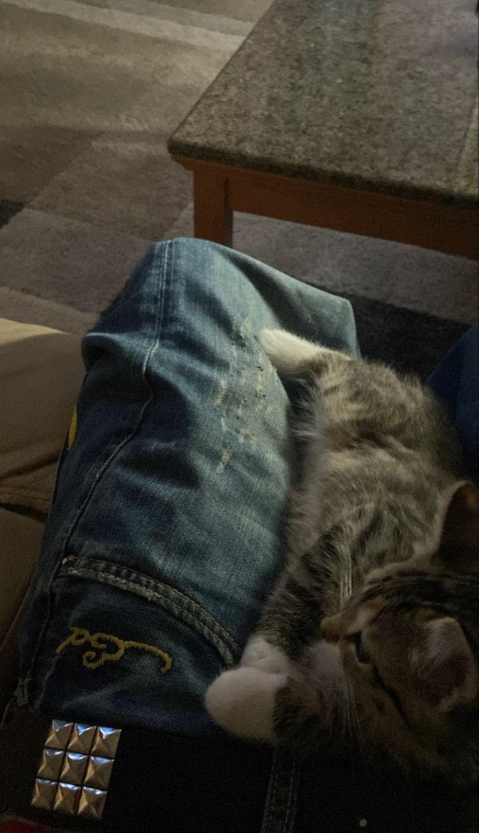 a cat laying on top of a pair of jeans