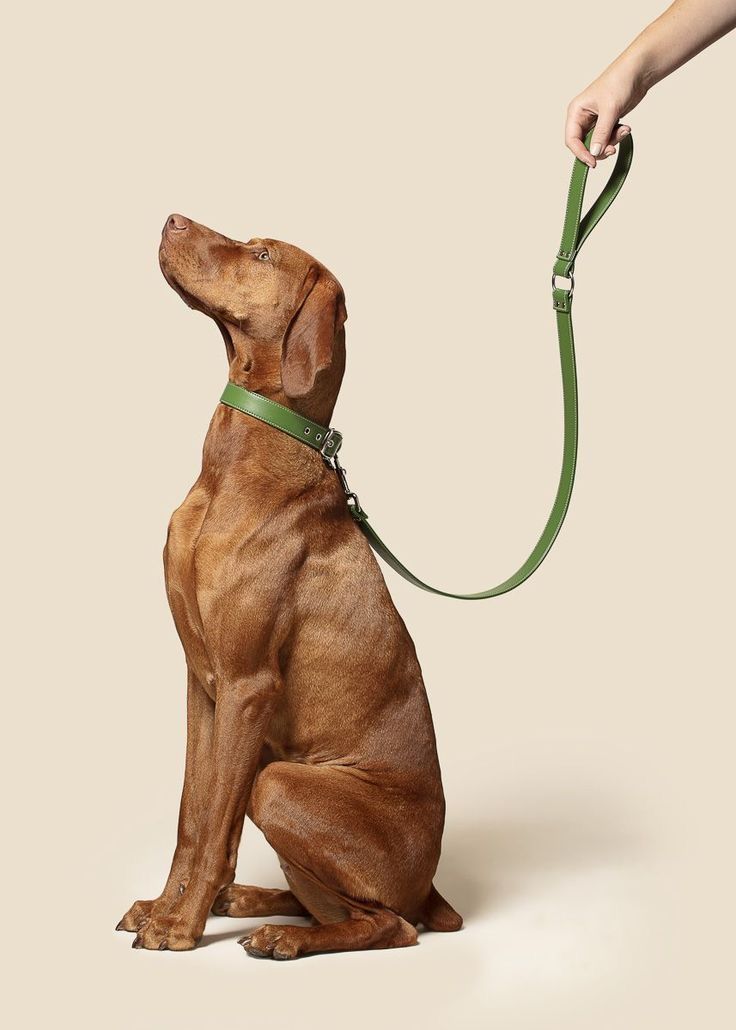 a brown dog sitting on top of a green leash