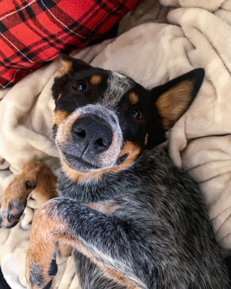 a small dog laying on top of a blanket