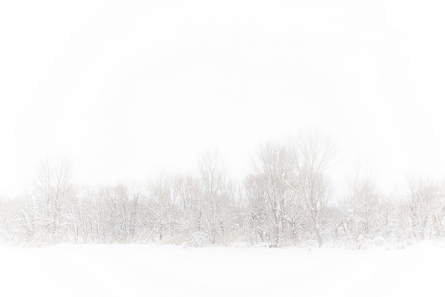 a man riding skis down a snow covered slope next to tall grass and trees