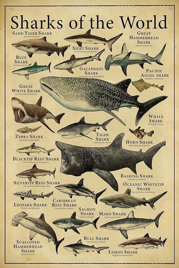 sharks of the world are shown in this vintage poster, which shows them's different types