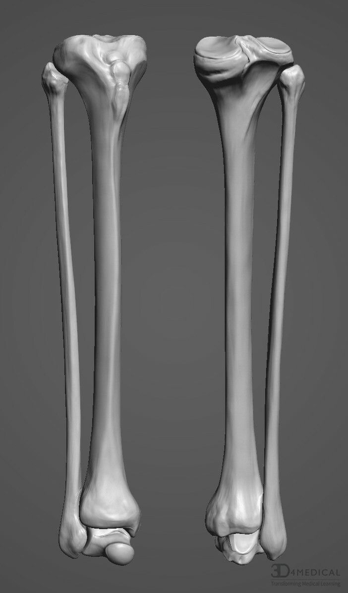 an image of the bones of a long bone and a lower leg, with one end showing