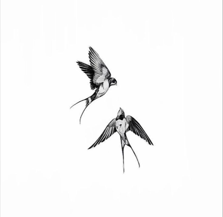 two birds flying side by side in the air with their wings spread out and one is black and white