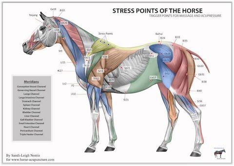 the horse's muscles are highlighted in this diagram, and it is also labeled