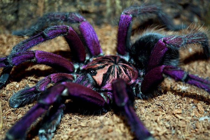 a purple spider sitting on the ground