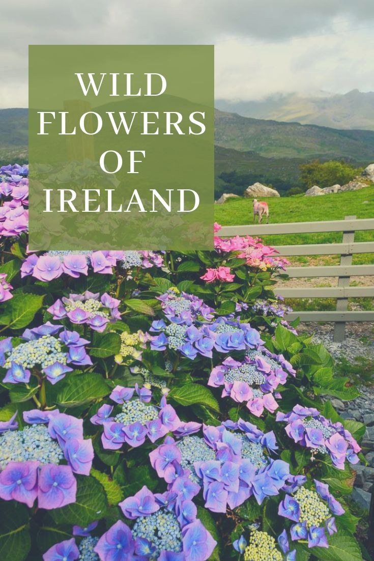 wild flowers in ireland with the words wild flowers of ireland overlayed by purple and blue flowers