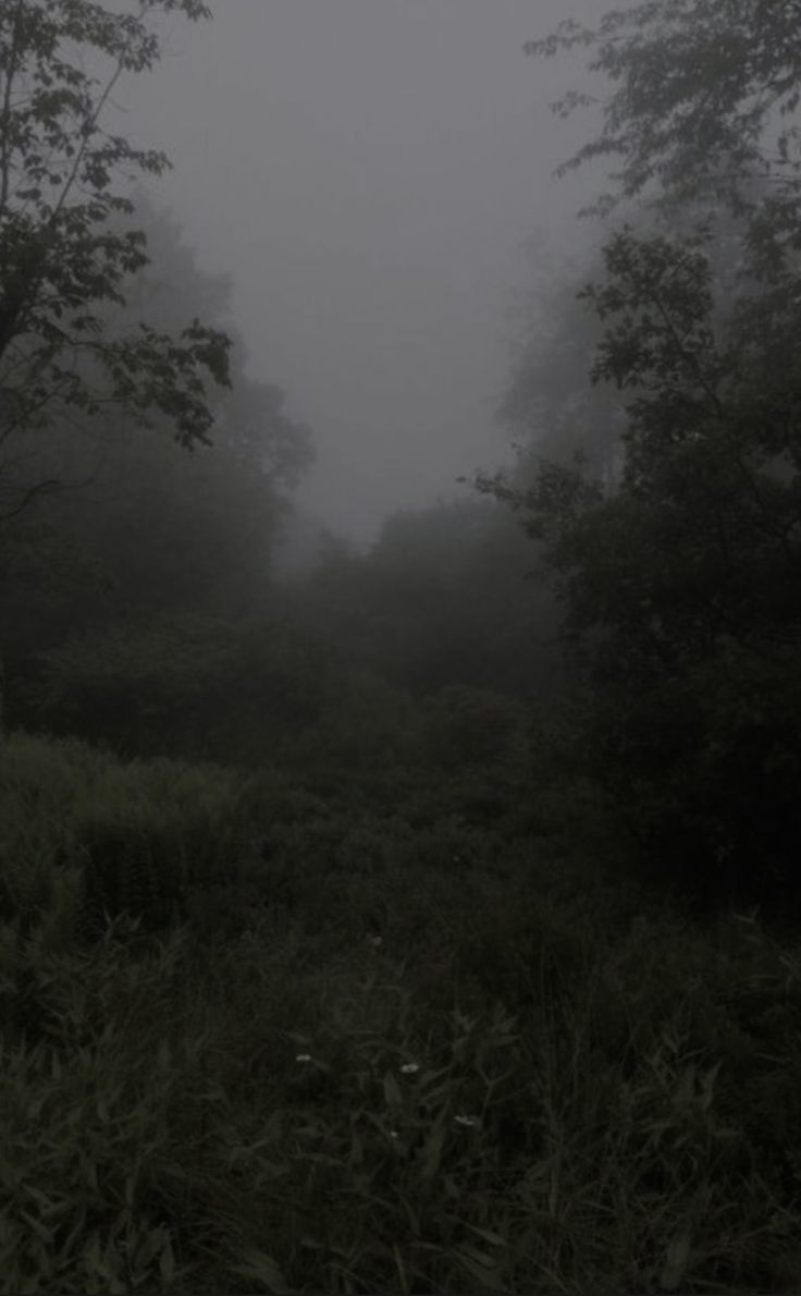 a foggy forest filled with lots of trees and bushes in the middle of it