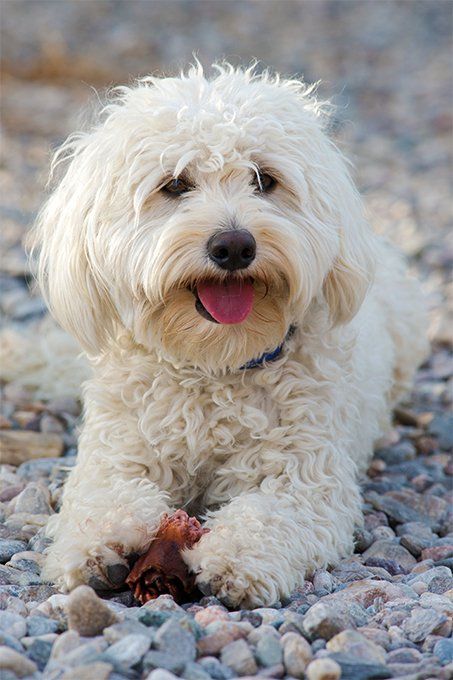 a small white dog laying on top of a gravel covered ground with his tongue hanging out