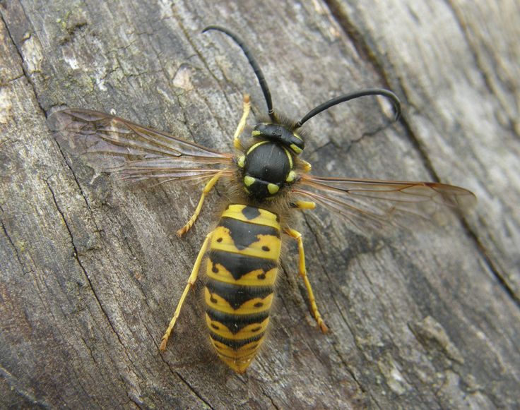 a yellow and black insect sitting on top of a piece of wood