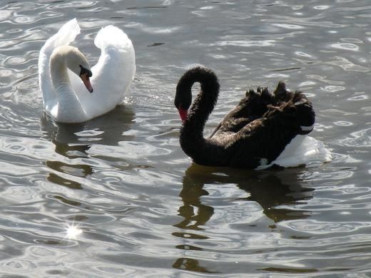 two black and white swans swimming in the water