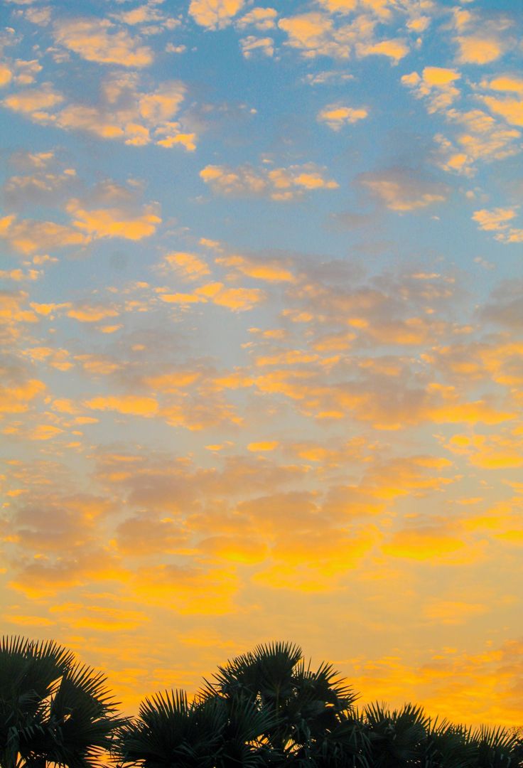 an airplane is flying in the sky with palm trees around it at sunset or dawn