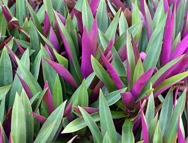 purple flowers with green leaves in the middle and brown rocks behind them, all around