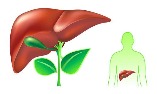 A healthy liver is considered very important when suffering from gout since it metabolizes uric acid before being passed out from the kidneys via your urine. Learn More. Post Gallbladder Surgery Diet, Gallbladder Surgery Diet, Cleanse Foods, Gallbladder Removal Diet, Gall Bladder Removal, Cleansing Foods, Gallbladder Diet, Liver Cleansing, Gallbladder Surgery