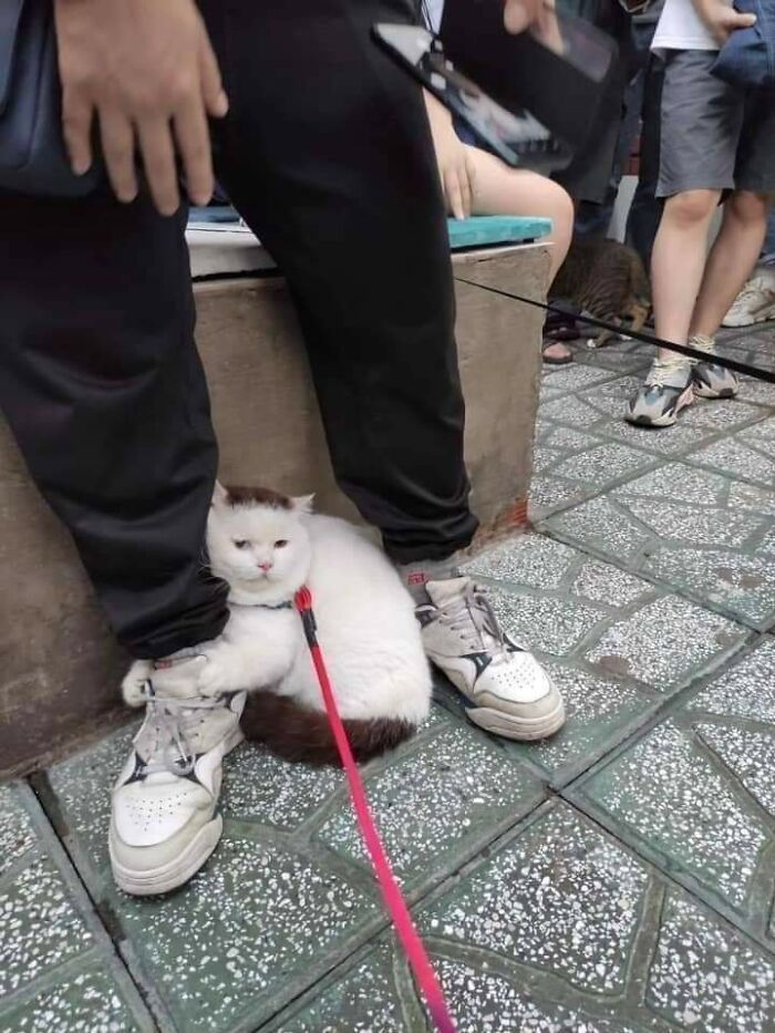 a white cat sitting on top of a red leash