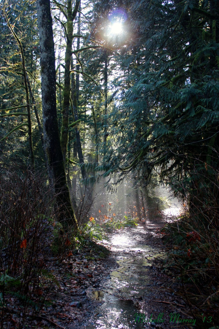 the sun shines through the trees on a trail