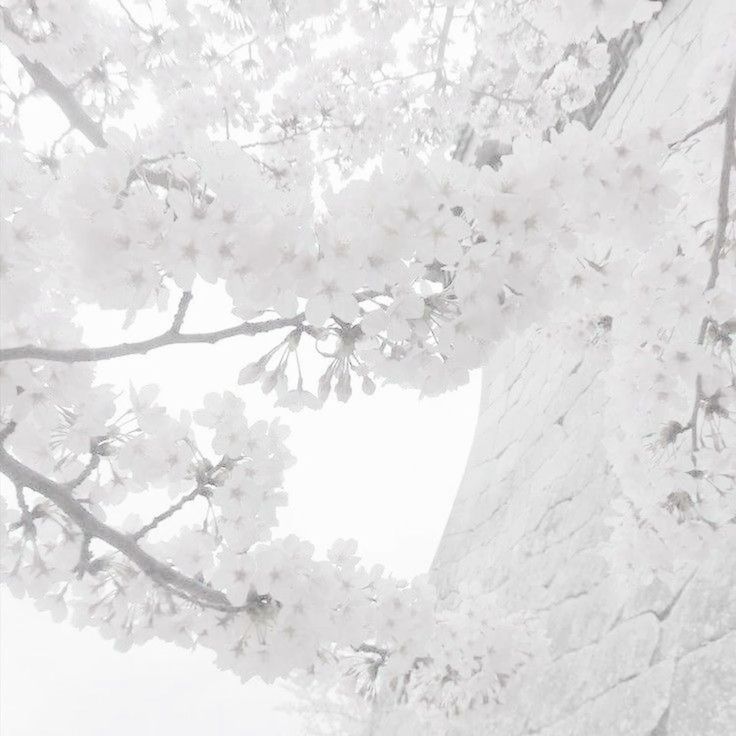 black and white photograph of cherry blossoms on tree