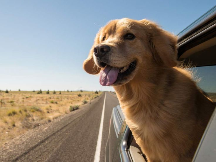 a dog sticking its head out the window of a car on an open road in the desert