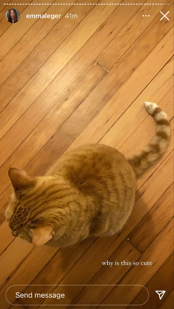 an orange cat sitting on top of a wooden floor next to a cell phone screen