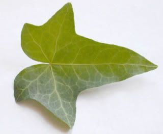 a green leaf laying on top of a white surface