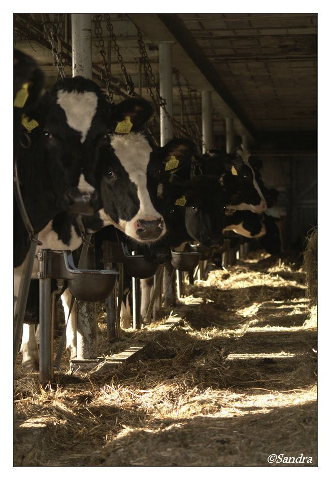 cows are lined up in the barn to eat some hay and drink from their buckets