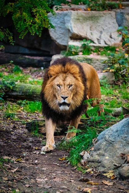 a lion walking down a dirt path next to rocks