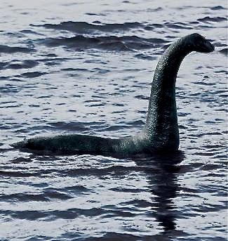 a large bird floating on top of a body of water next to a photographer's camera