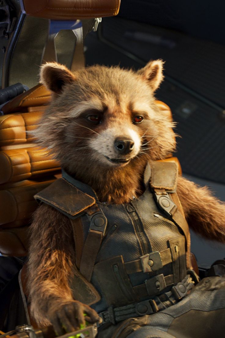 the rocket raccoon is sitting in his leather outfit