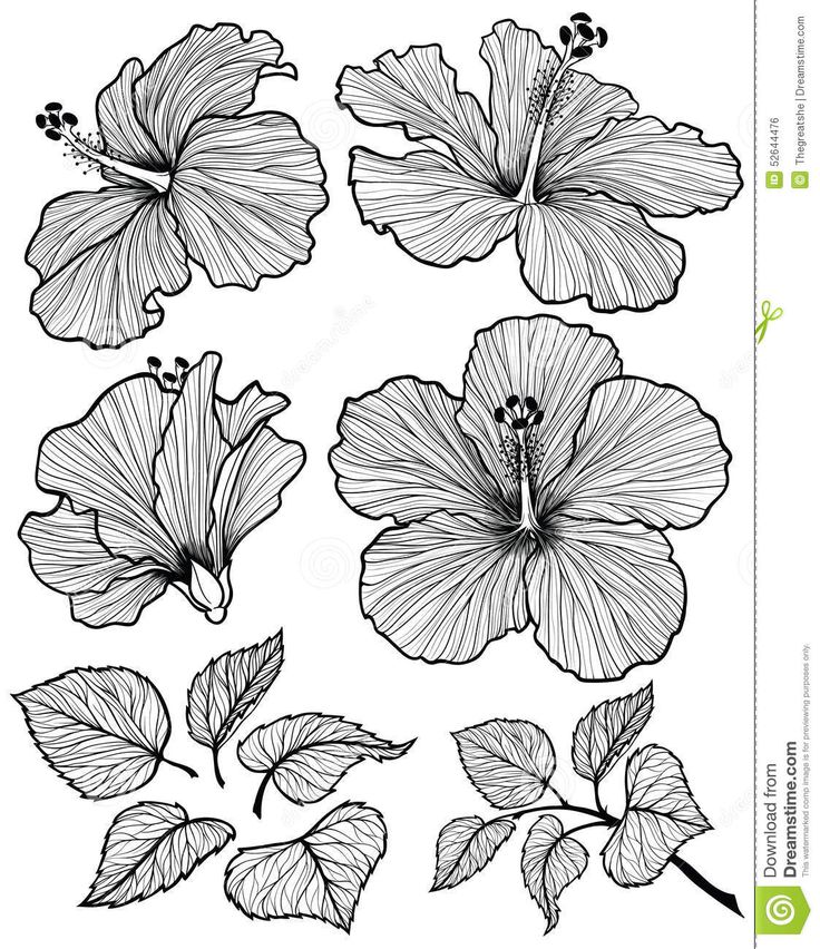 four different flowers and leaves in black and white stock photo - image 349784