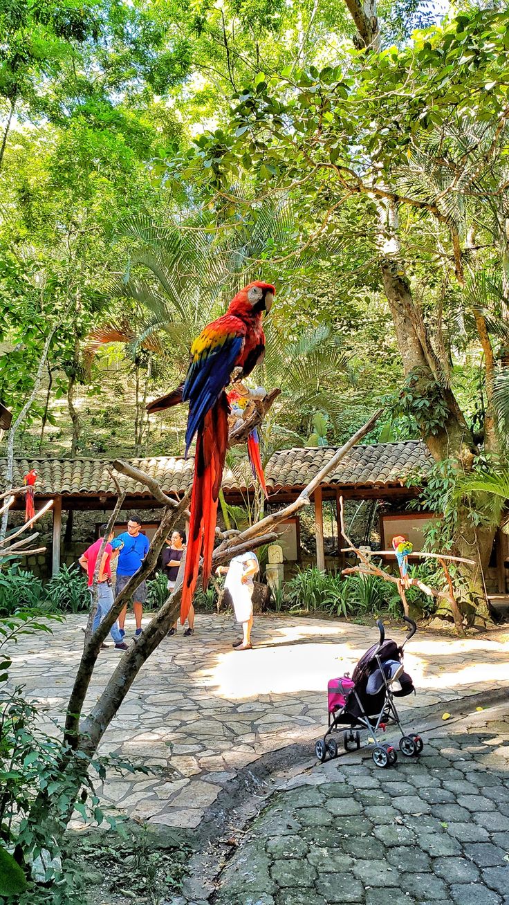 two parrots are perched on the branches of a tree and one is in a stroller